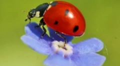Ladybug kod kuće